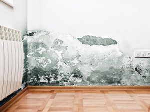 image showing mold on wall
