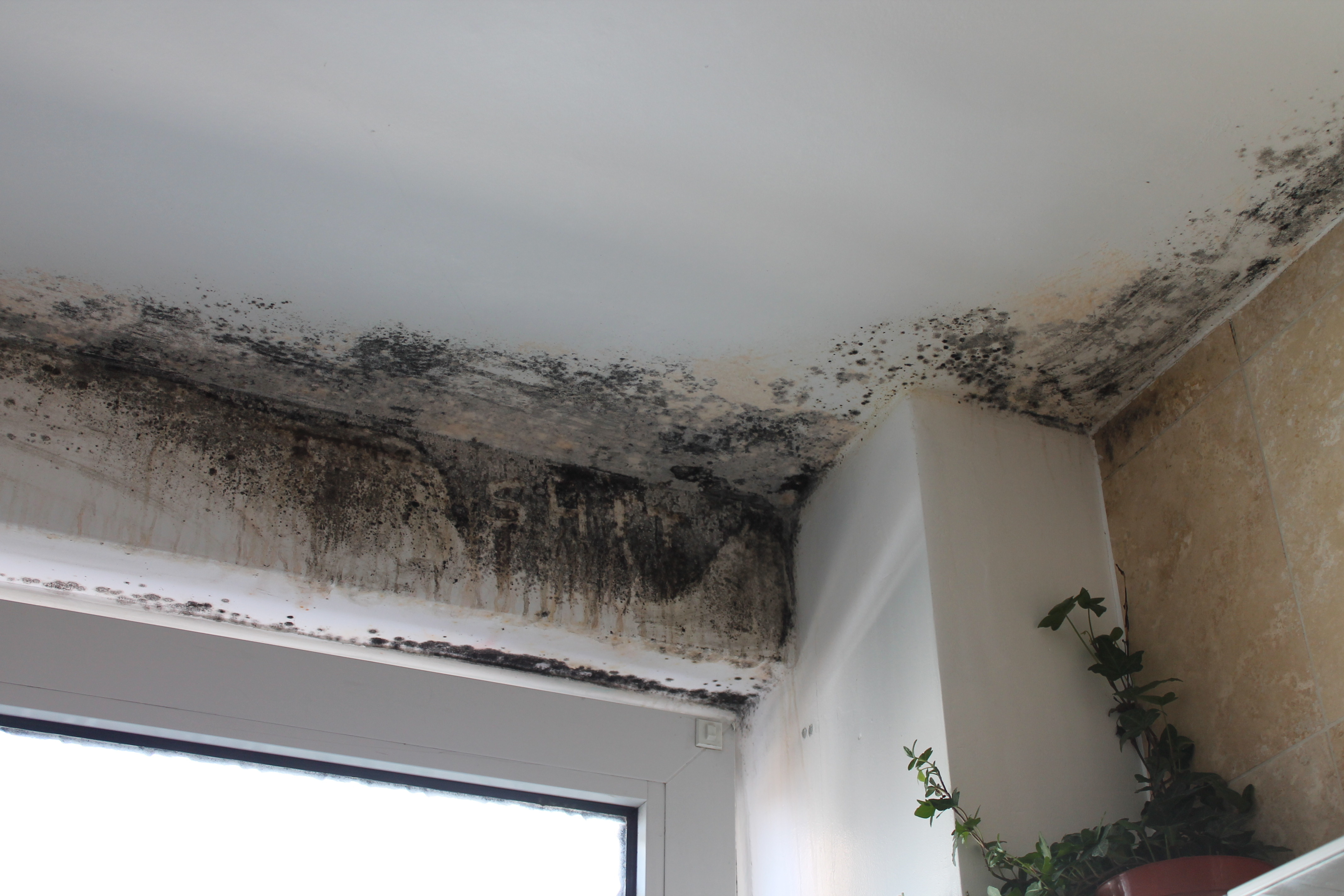 Mold growing on a ceiling.