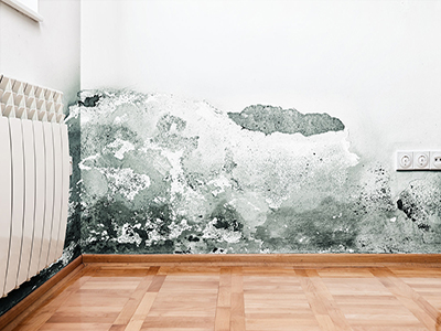 mold on wall