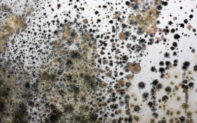 Mold Removal
