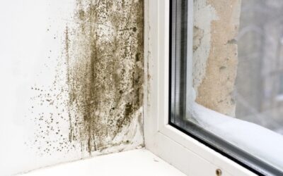 Mold: Here We Go Again this Year
