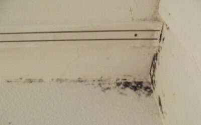 What is Black Mold?