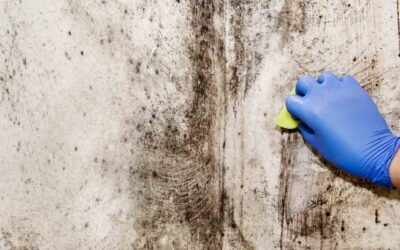 What Are the Symptoms of Mold Exposure?