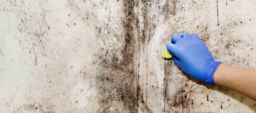 What Are the Symptoms of Mold Exposure?