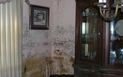 The Dangers of Living in a House with Mold & Dampness