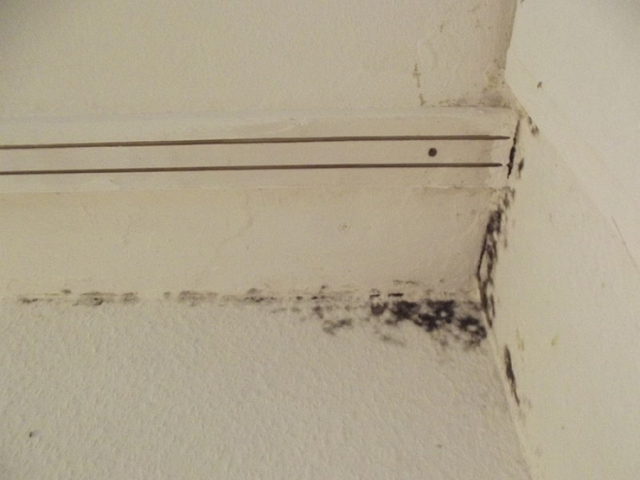 Scores of Spores: Dangers of Mold