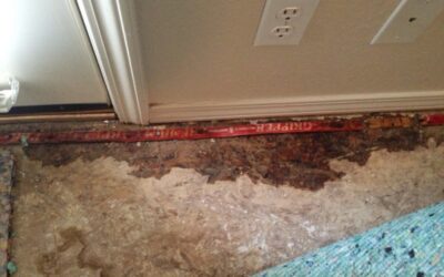 Mold Exposure: When to be Concerned