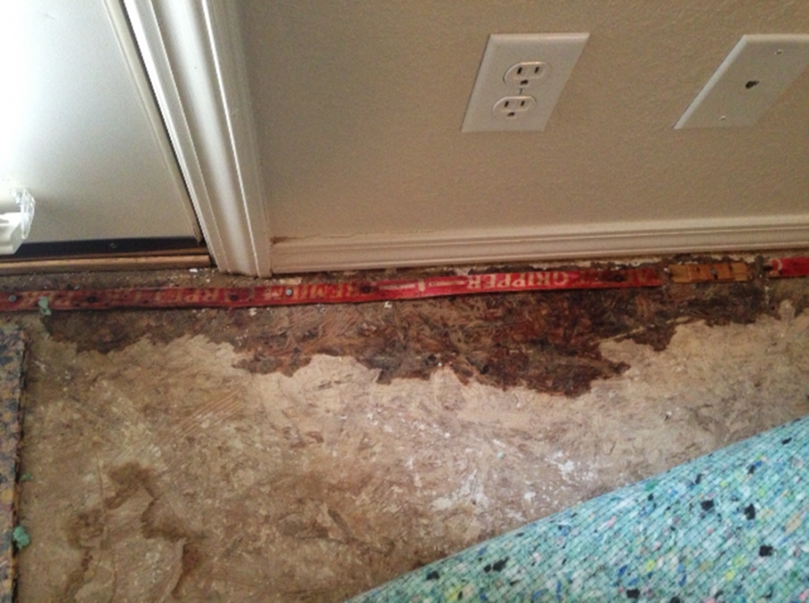 Mold Exposure: When to be Concerned