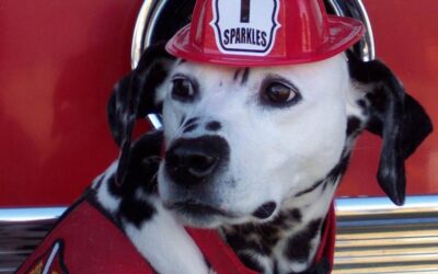 Pet Safety During a Fire