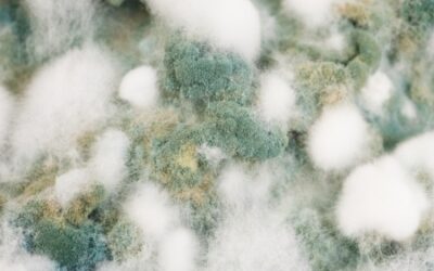Prevent Mold Growth After a Flood