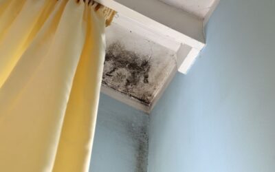How Do I Know if I Have a Mold Infestation?