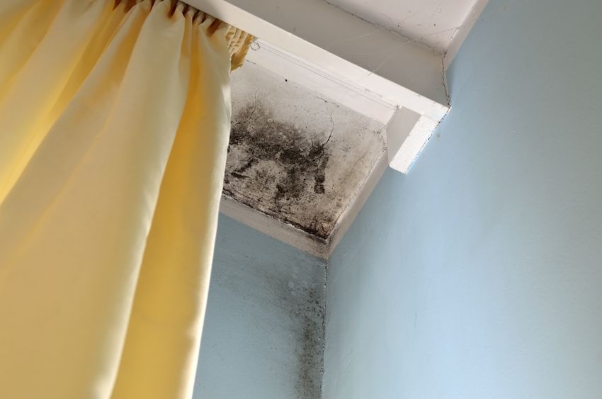 How Do I Know if I Have a Mold Infestation?