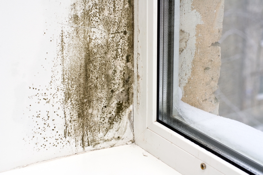 The Importance of Mold Removal