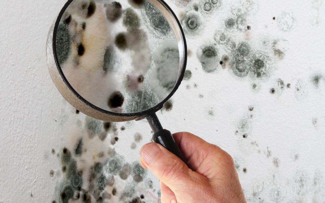 How long does it take for mold to grow in your home?