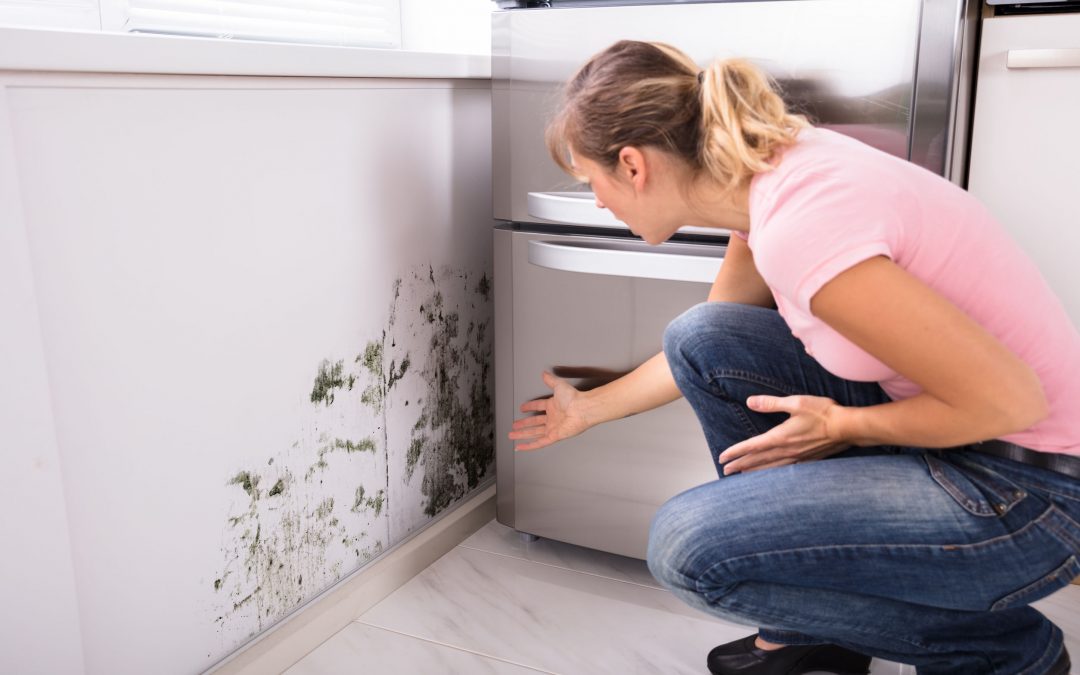 Is My Home at Risk for Mold?