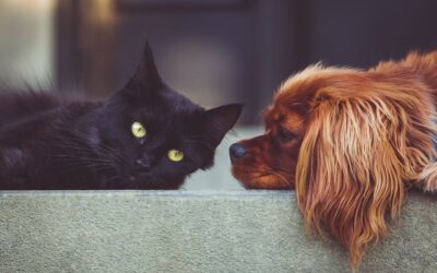 How To Keep Your Pets Safe During a Home Emergency