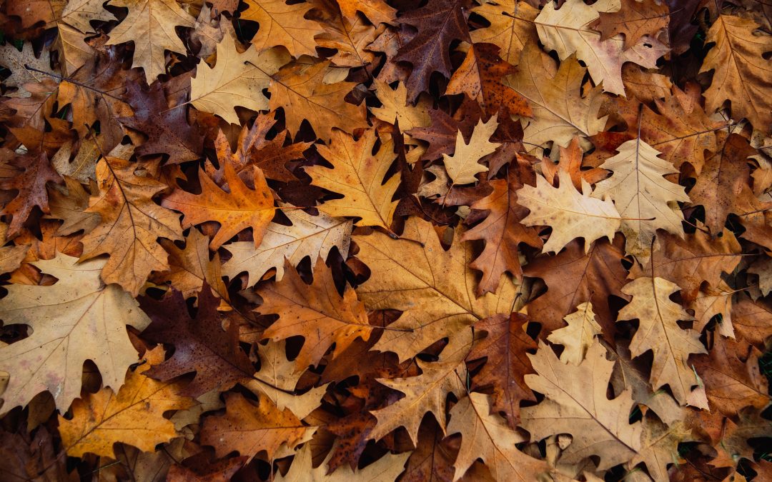 The Dangers of Leaves In Your Yard