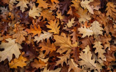 The Dangers of Leaves In Your Yard