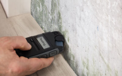The Difference Between Mold and Mildew
