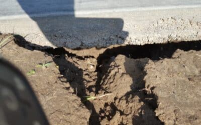 Tree’s Near Foundations: What to Look for