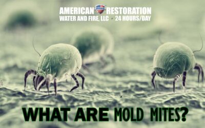 What are Mold Mites?