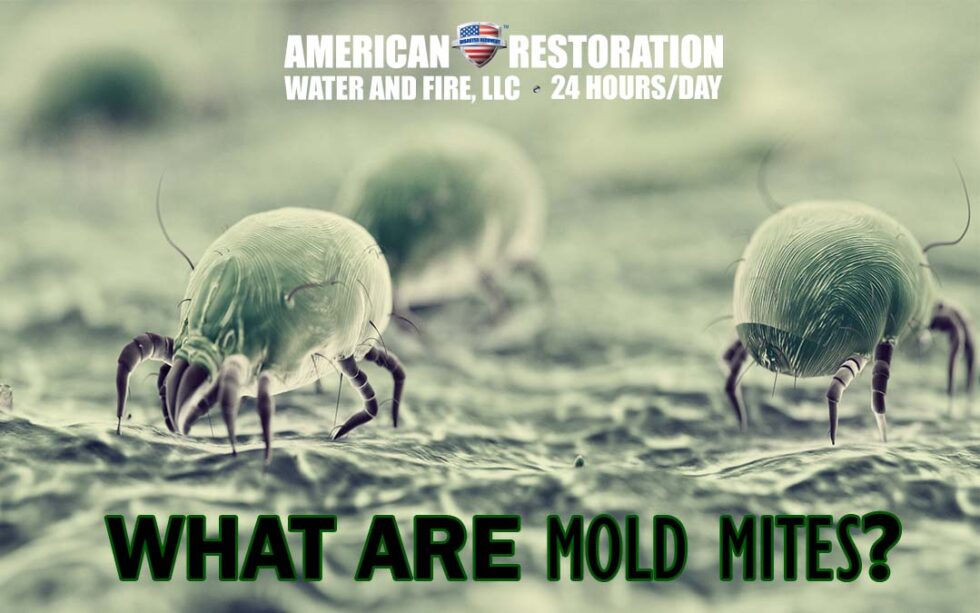 What Are Mold Mites American Restoration 