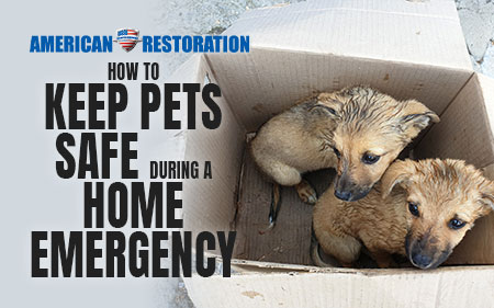 How to Keep Pets Safe During a Home Emergency