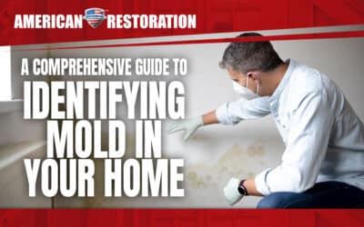 A Comprehensive Guide to Identifying Mold in Your Home