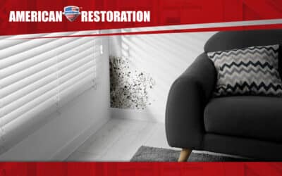 What Are Mold Mites? Understanding and Eliminating These Hidden Pests