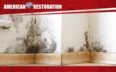 Why DIY Mold Cleanup Can Make the Problem Worse