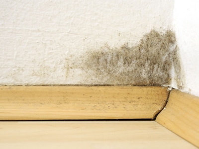 mold in room corner