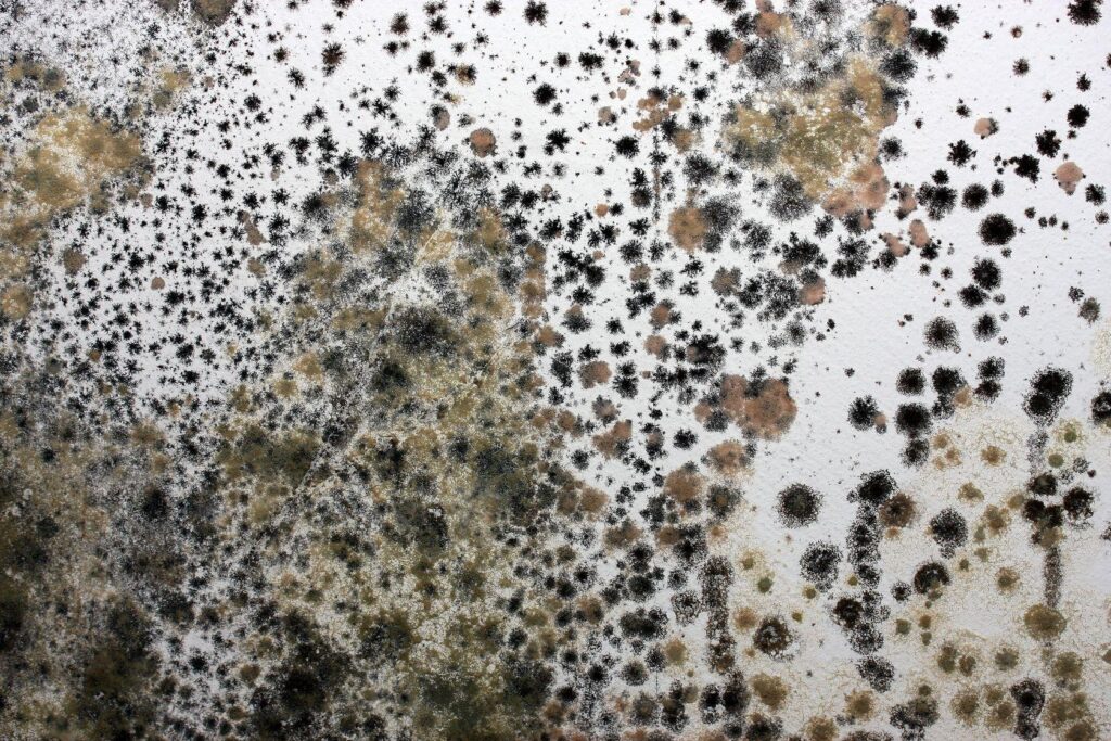 Mold Removal
