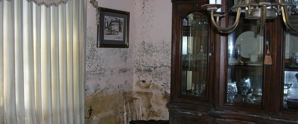 The Dangers of Living in a House with Mold & Dampness