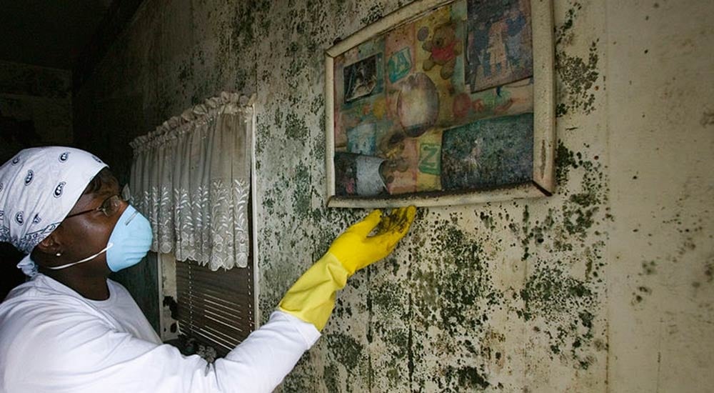 The Dangers of Mold Exposure