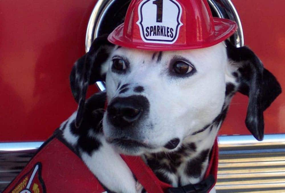 Pet Safety During a Fire