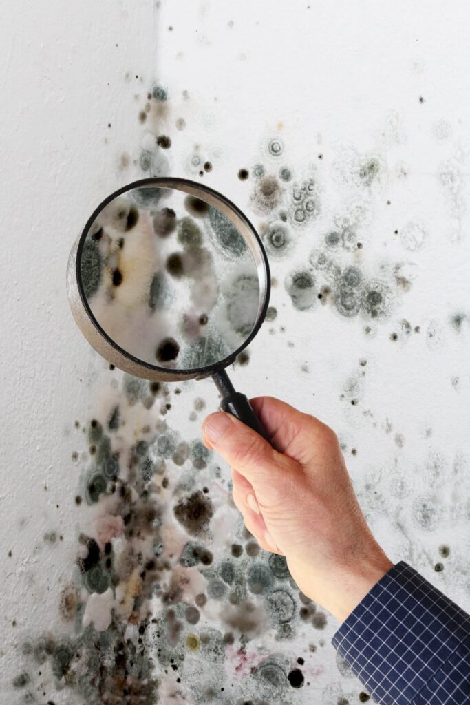 How long does it take for mold to grow in your home?