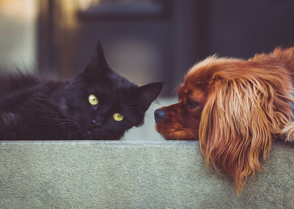 How To Keep Your Pets Safe During a Home Emergency