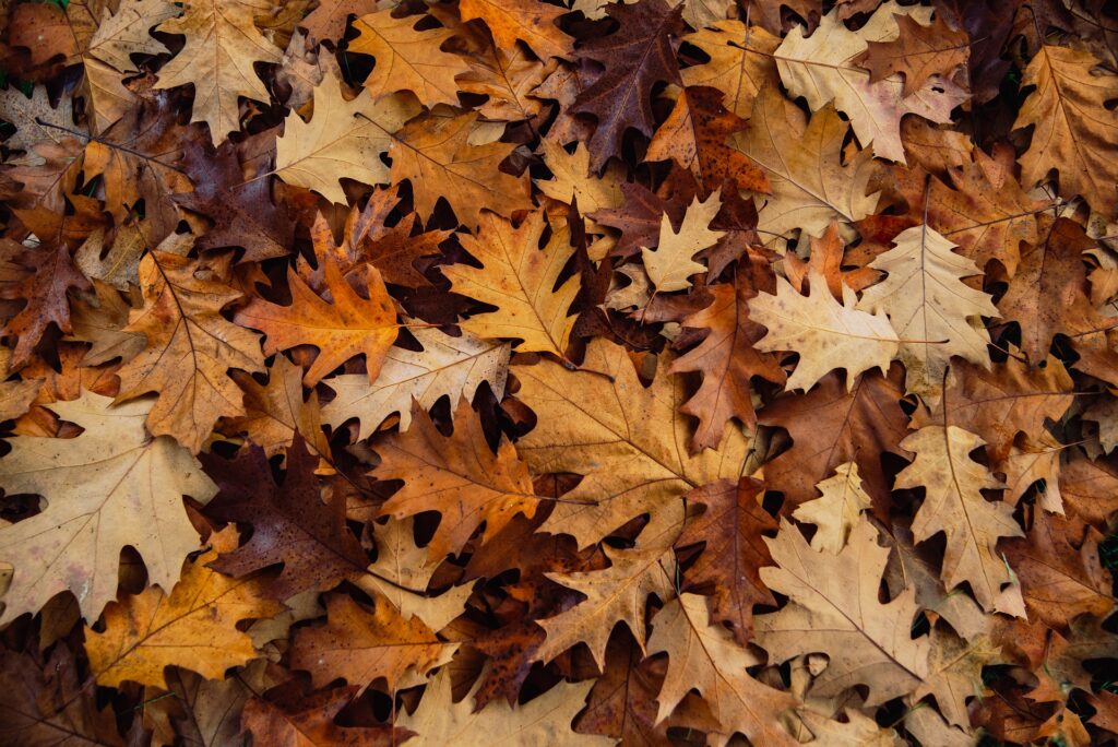 The Dangers of Leaves In Your Yard