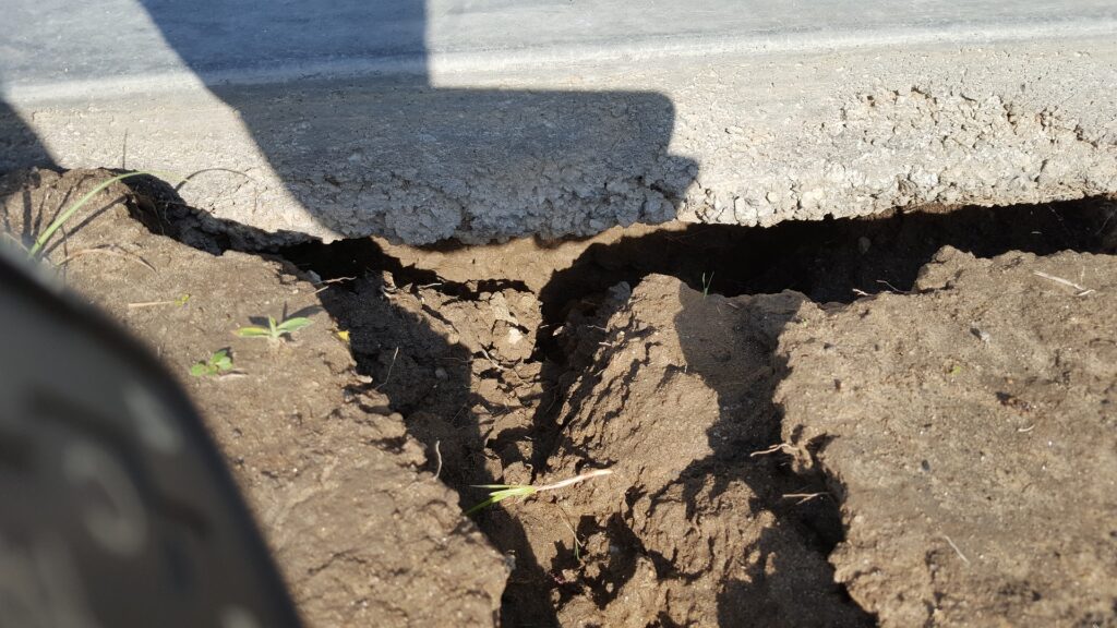 Tree’s Near Foundations: What to Look for