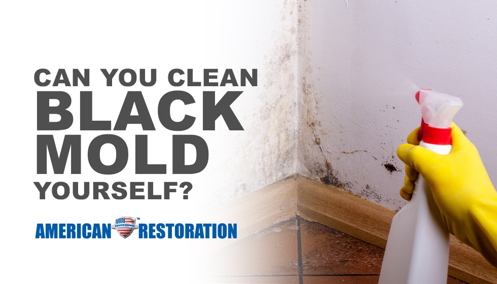 Should I Clean Black Mold Myself?