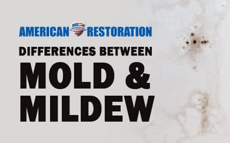 Differences Between Mold and Mildew