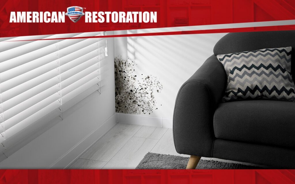 What Are Mold Mites? Understanding and Eliminating These Hidden Pests