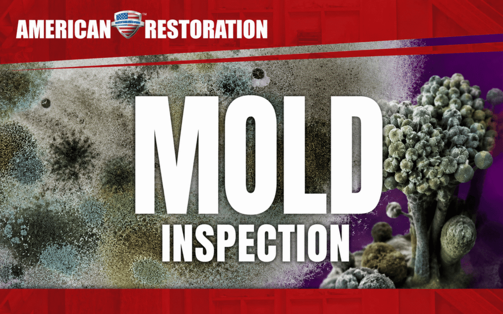 5 Signs Your Home Needs a Professional Mold Inspection